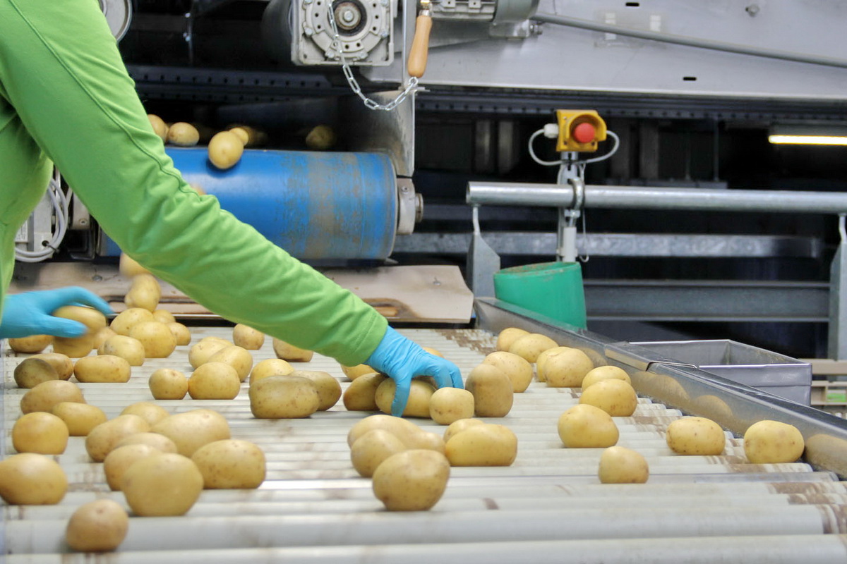 Manuelle Sortierung der Kartoffeln